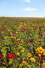 《彩虹六号：围攻》锦标赛系统即将到来 需要先解决技术问题